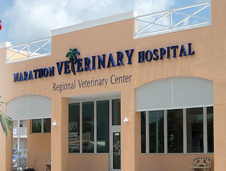 marathon veterinary hospital pet friendly florida keys veterinarians